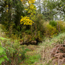 563moonshine park-38